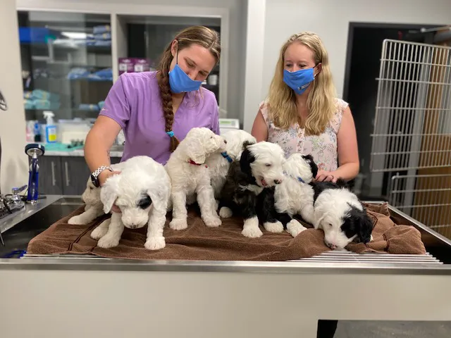 Altitude Animal Hospital 3