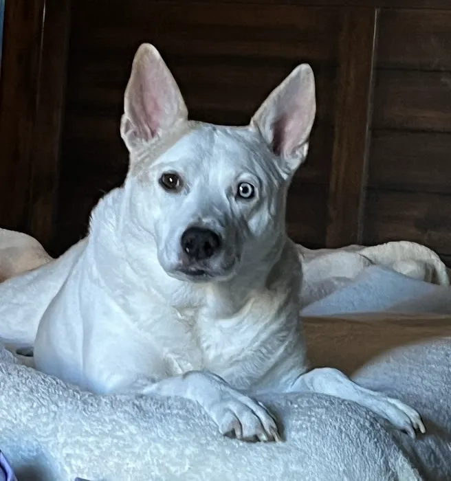 CityVet | Highlands Ranch + Urgent Care 1