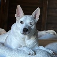 CityVet | Highlands Ranch + Urgent Care ico