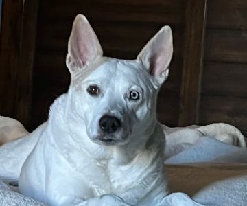 CityVet | Highlands Ranch + Urgent Care