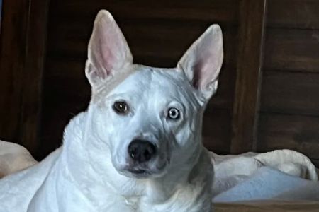 CityVet | Highlands Ranch + Urgent Care