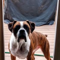 Rocky Mountain Small Animal Hospital ico