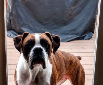 Rocky Mountain Small Animal Hospital
