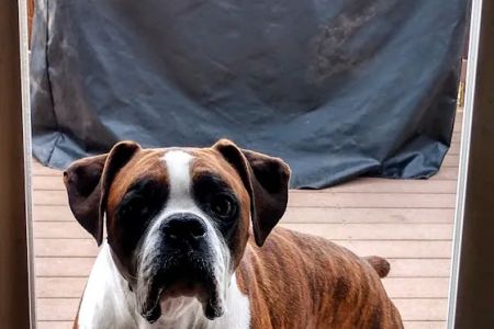 Rocky Mountain Small Animal Hospital