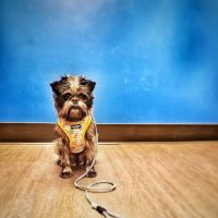 Nelson Animal Hospital ico