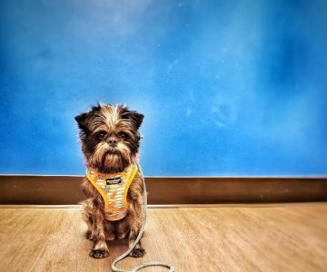 Nelson Animal Hospital
