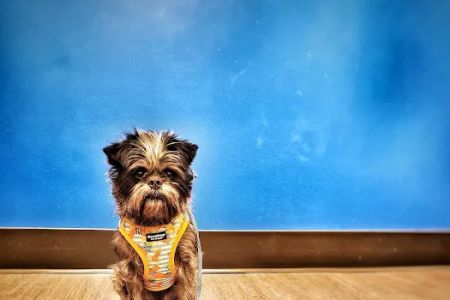 Nelson Animal Hospital