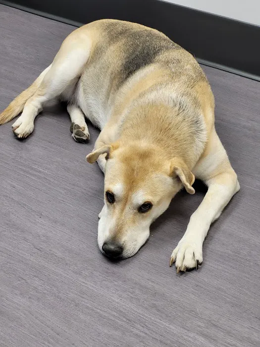 Nelson Animal Hospital 3