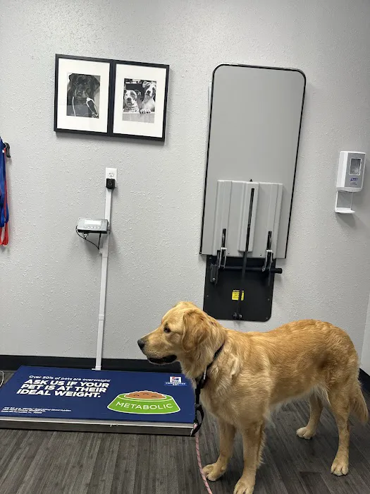 VCA Mountainview Animal Hospital & Pet Lodge 12