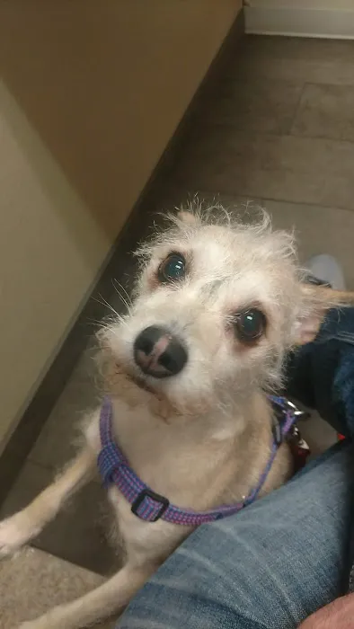 VCA Mountainview Animal Hospital & Pet Lodge 12