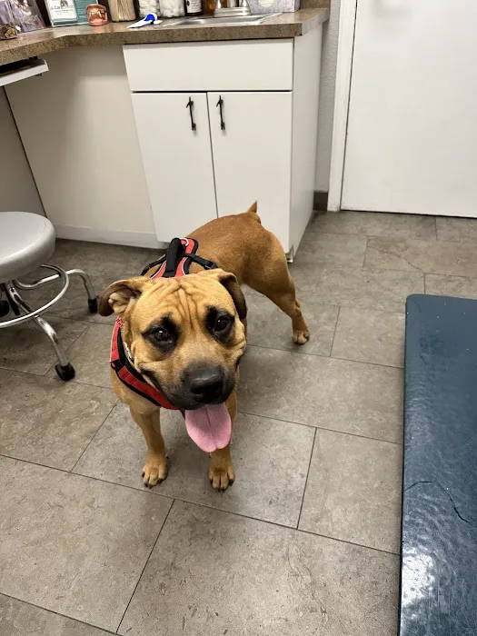 VCA Mountainview Animal Hospital & Pet Lodge 12