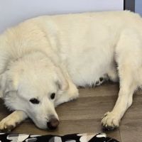 Inspire Animal Hospital ico