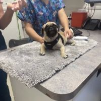 Banfield Pet Hospital ico