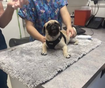 Banfield Pet Hospital