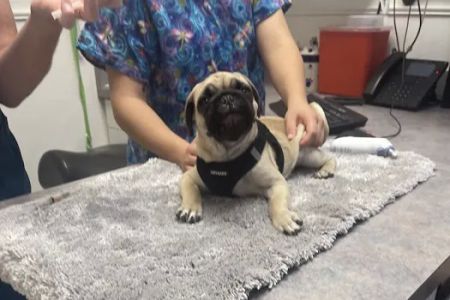 Banfield Pet Hospital