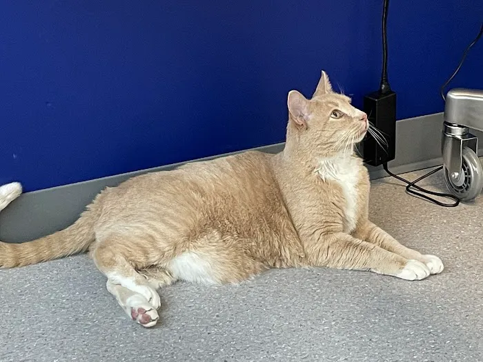 Goodheart Animal Health Center 4