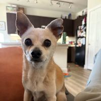 Goodheart Animal Health Center ico