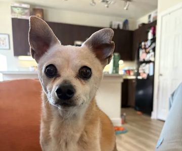 Goodheart Animal Health Center