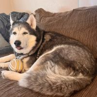 Founders Green Animal Hospital ico