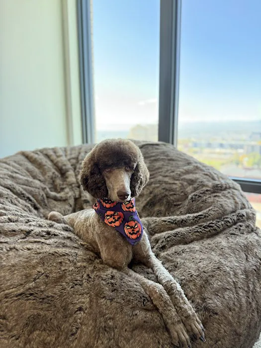 Urban Paw Veterinary Health and Rehabilitation 12