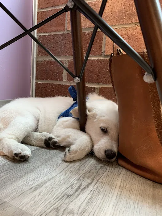 Urban Paw Veterinary Health and Rehabilitation 12