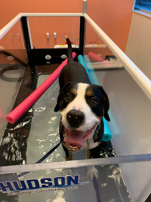 Urban Paw Veterinary Health and Rehabilitation 12