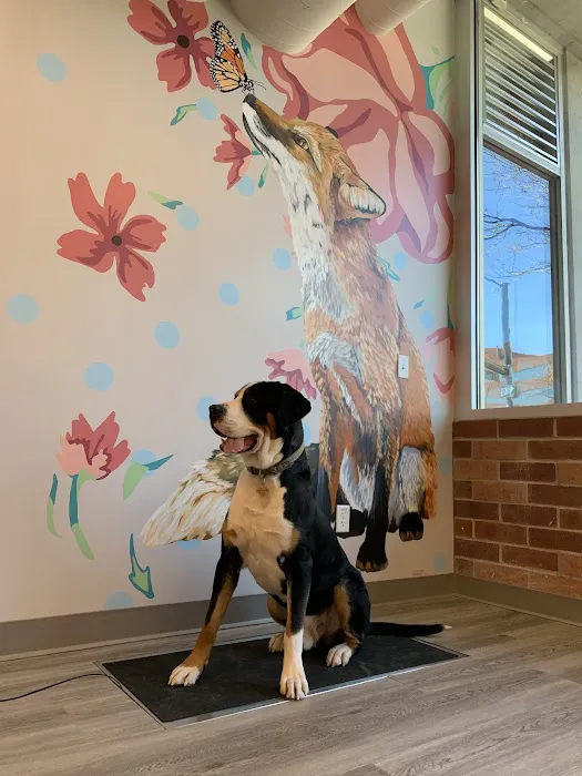 Urban Paw Veterinary Health and Rehabilitation 12