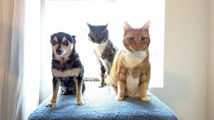 Banfield Pet Hospital 12