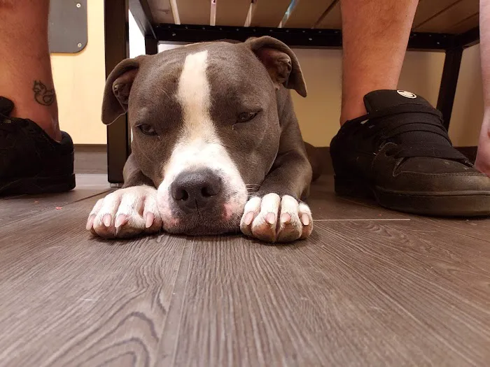 Banfield Pet Hospital 12