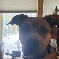 Aspen Ridge Animal Hospital ico