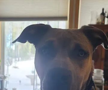 Aspen Ridge Animal Hospital