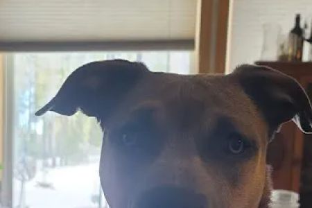 Aspen Ridge Animal Hospital