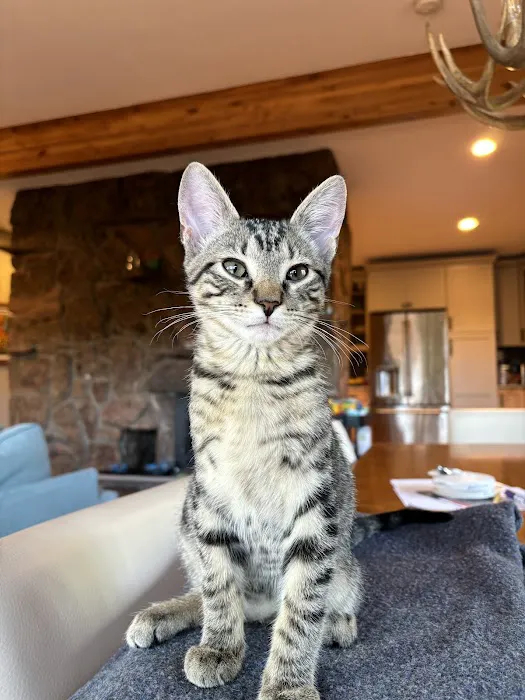 Lookout Mountain Animal Hospital 4