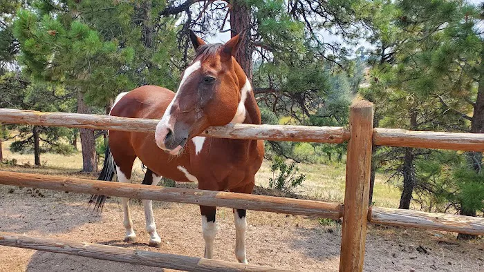 Lookout Mountain Animal Hospital 1