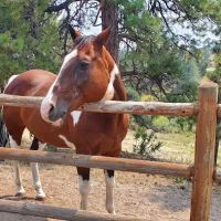 Lookout Mountain Animal Hospital ico