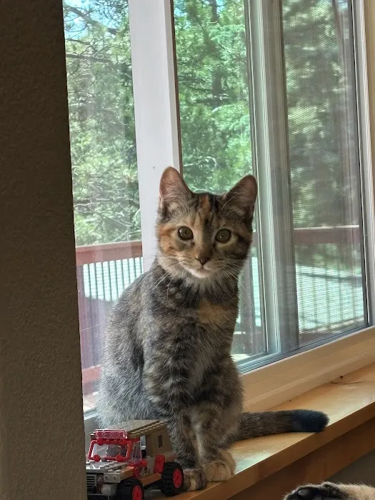 Lookout Mountain Animal Hospital 9