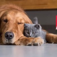 American Animal Hospital Association ico