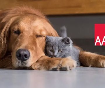 American Animal Hospital Association
