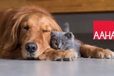 American Animal Hospital Association