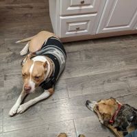 Family Veterinary Hospital ico