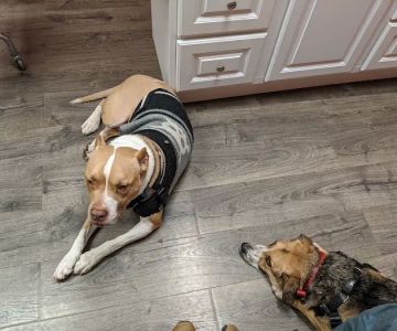 Family Veterinary Hospital