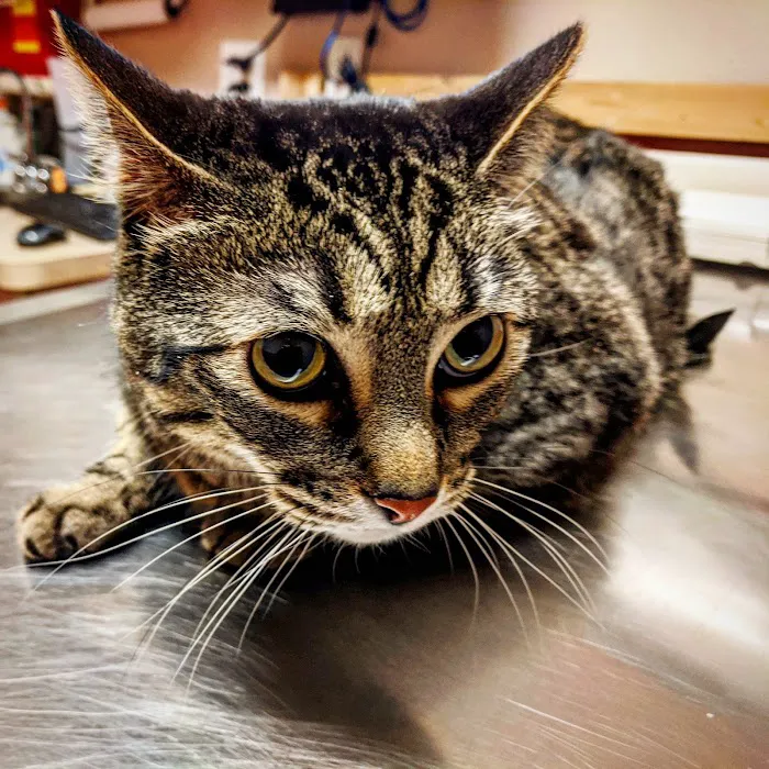 Family Veterinary Hospital 9