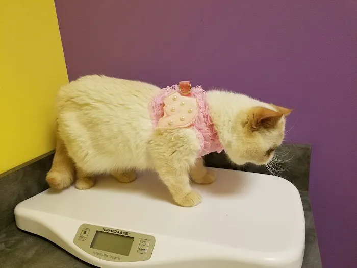 Guardian Angel Veterinary Care 10
