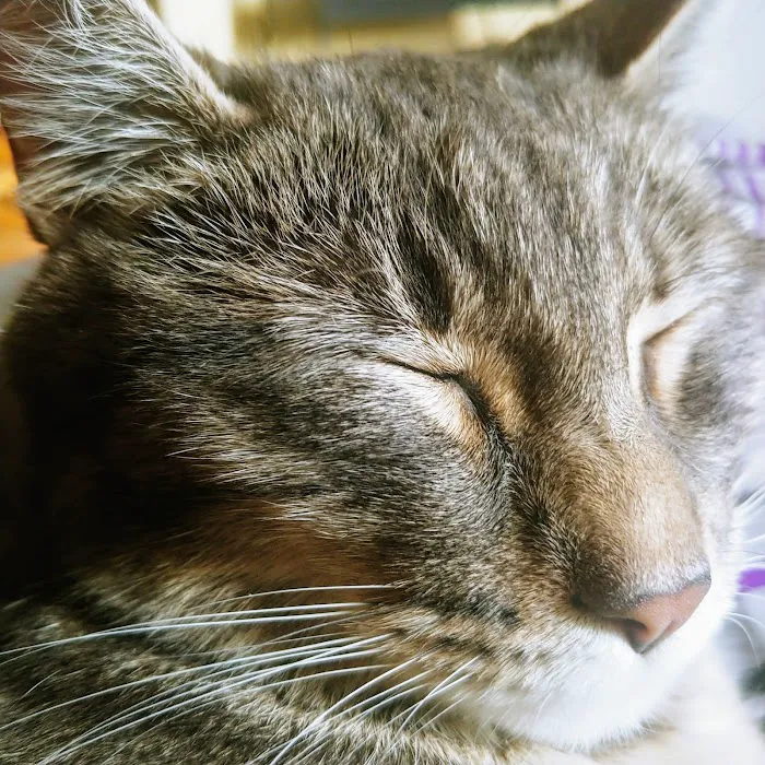 Guardian Angel Veterinary Care 9