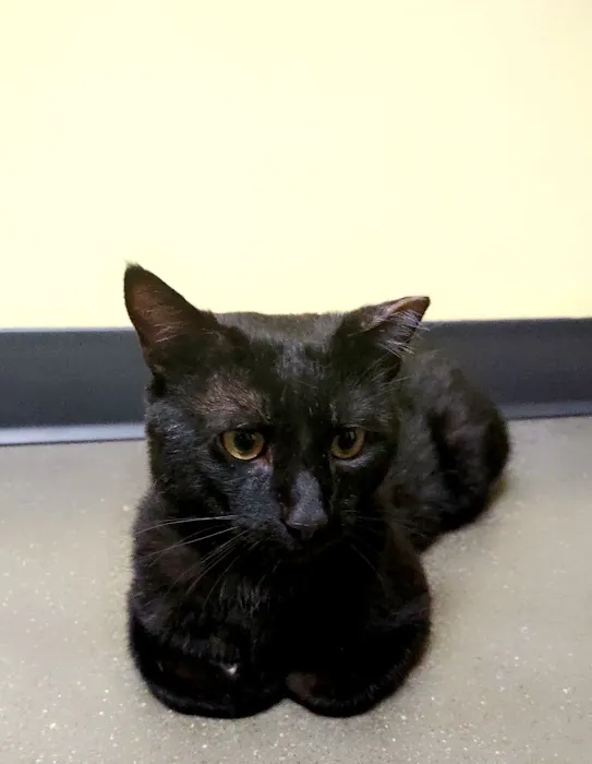 Guardian Angel Veterinary Care 8