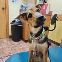 Dr. Bob Irelan's Veterinary Services ico