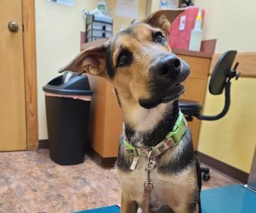 Dr. Bob Irelan's Veterinary Services