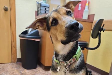 Dr. Bob Irelan's Veterinary Services