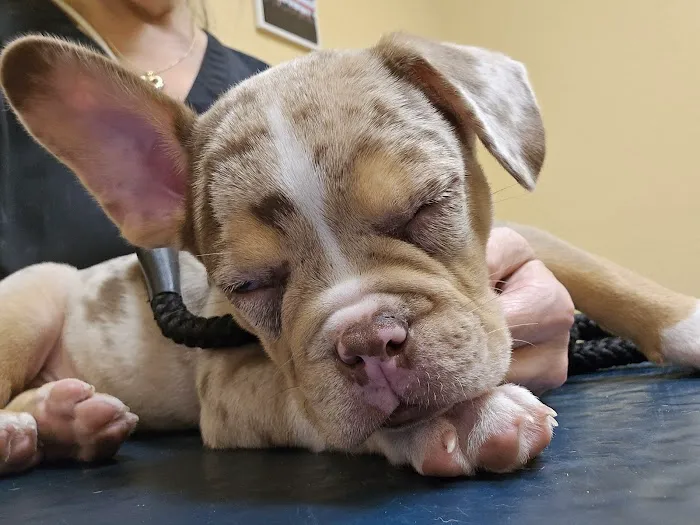 Dr. Bob Irelan's Veterinary Services 7