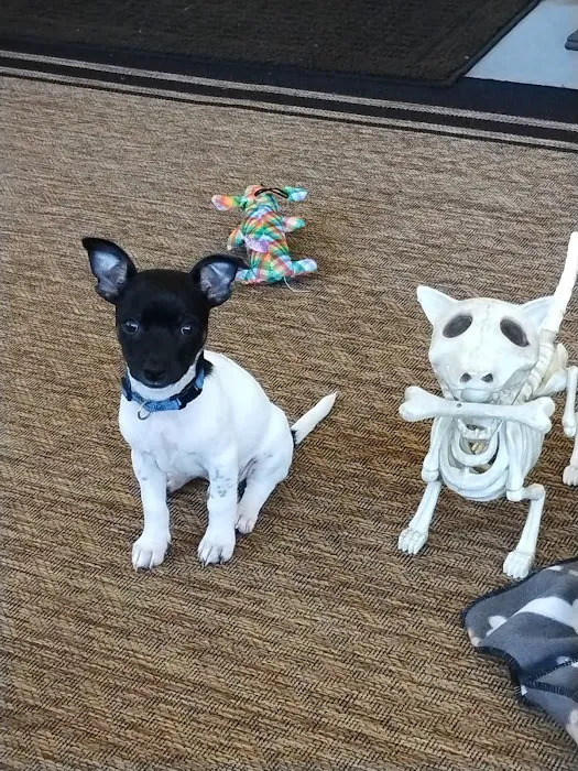 Christina Animal Hospital 8